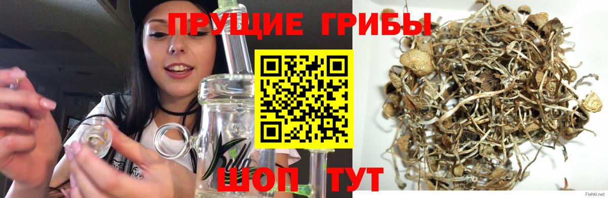 Галлюциногенные грибы Psilocybine cubensis Сегежа